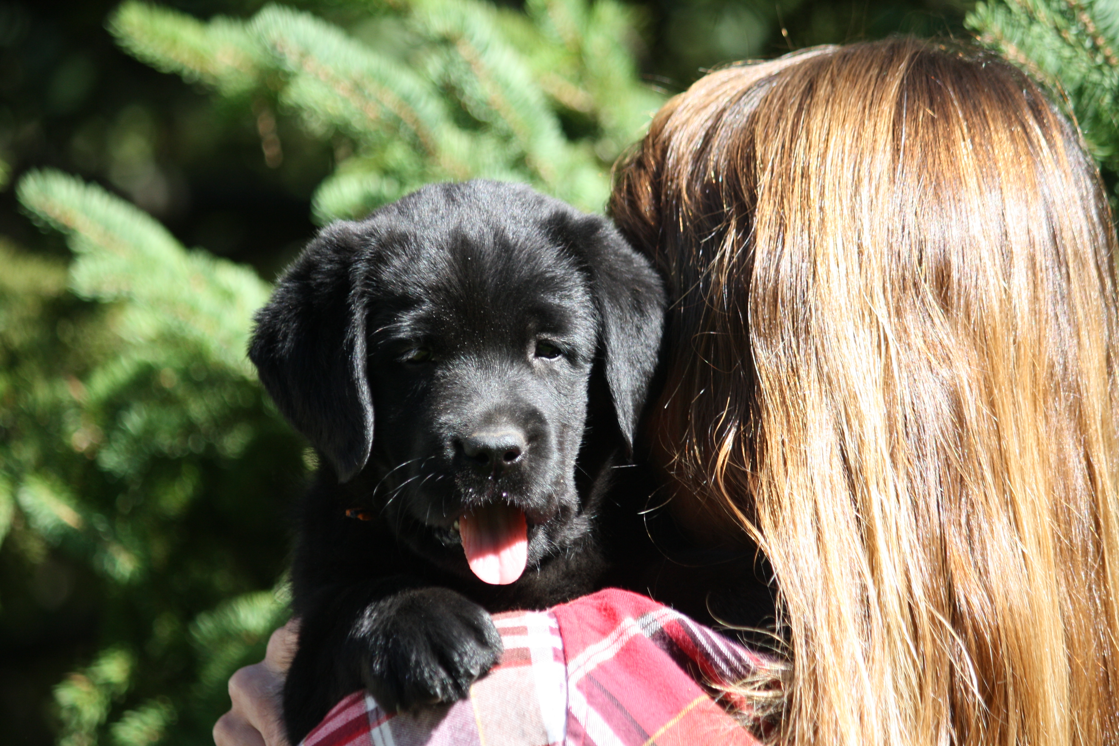 Regen Labrador Retrievers