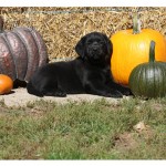 puppy-and-pumpkins