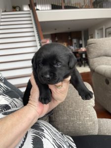 3 Weeks 8