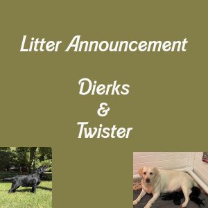 Read more about the article Litter Announcement – Dierks and Twister