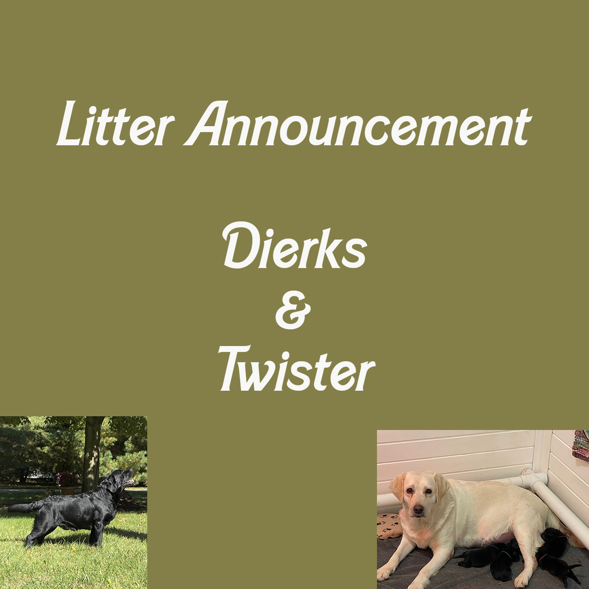 You are currently viewing Litter Announcement – Dierks and Twister